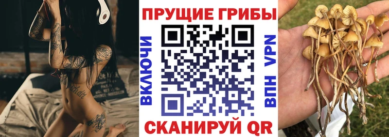кракен как зайти где купить наркотик Ермолино Псилоцибиновые грибы Psilocybe